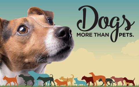 image of a Jack Russell Terrier with clouds in the background and "Dogs" exhibit logo