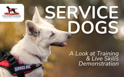 smiling service dog with white fur