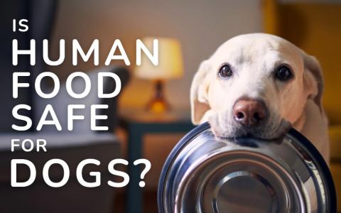 golden Labrador holding an empty food dish in its mouth