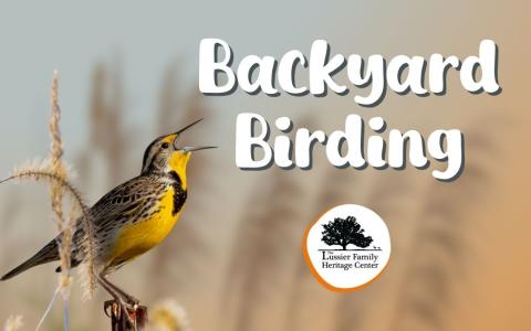 meadowlark singing in a prairie