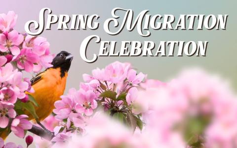 a Baltimore Oriole sitting in a tree with pink blossoms