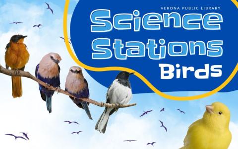 different kinds of birds in blue, white, black, red, and yellow perched with birds flying in a blue sky in the background