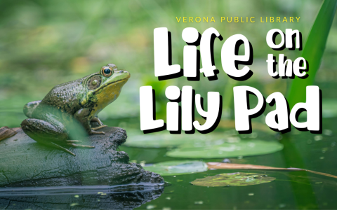a green frog sitting proudly on a piece of wood in a pond with lily pads around.